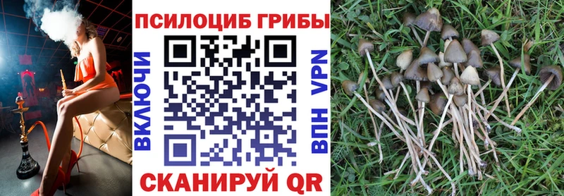 Купить где  Волосово  Галлюциногенные грибы Cubensis 